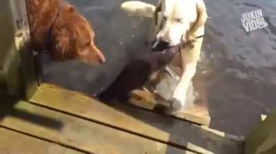 Humans gonna be proud of me... Can't wait to show him this -Doggo