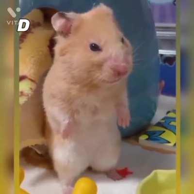 Ghar se nikal dia bc