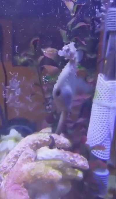 Seahorse giving birth