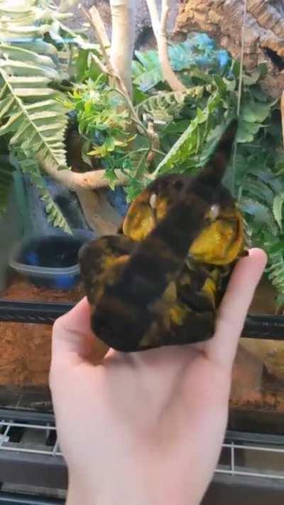 What Pokemon is this?