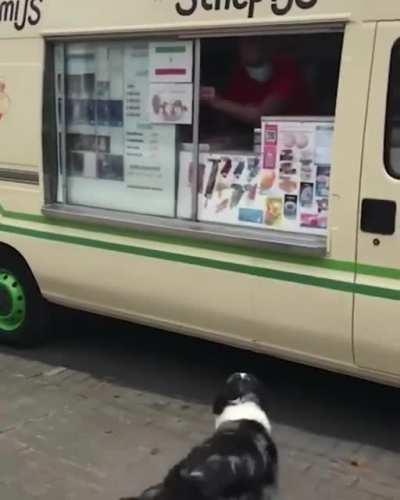 Doggo waiting for his best friend