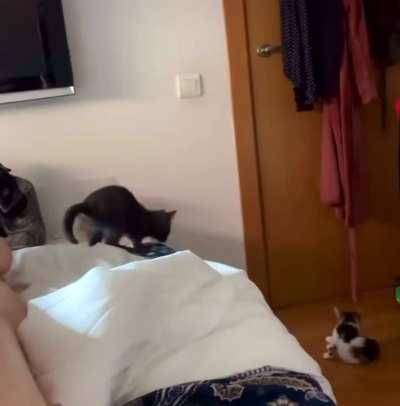 Catsassin’s Creed Aerial Execution