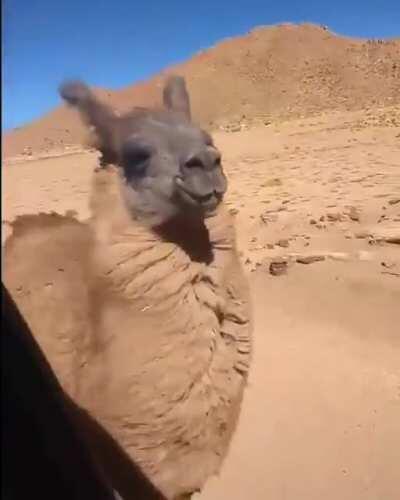 Llama lama.