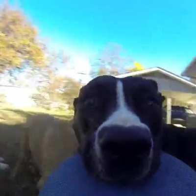 Finally more camera dogs!!