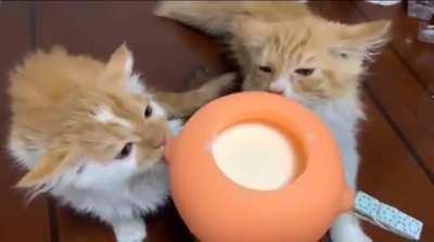 Lil kitties airplane ears!