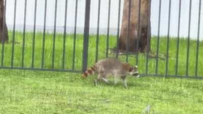 Is it weird for this guy/gal to roam around during the day?