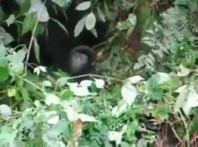 Thanks I love this baby gorilla's first chest beating