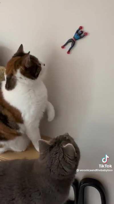 Is The baby Boo falling in love?