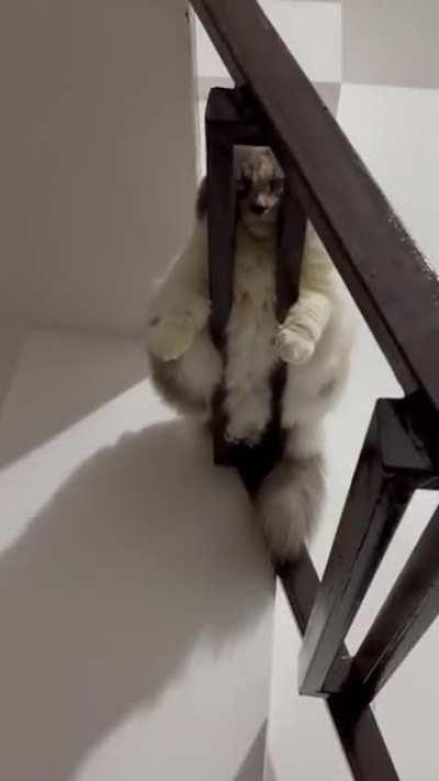 Chilling on a staircase.