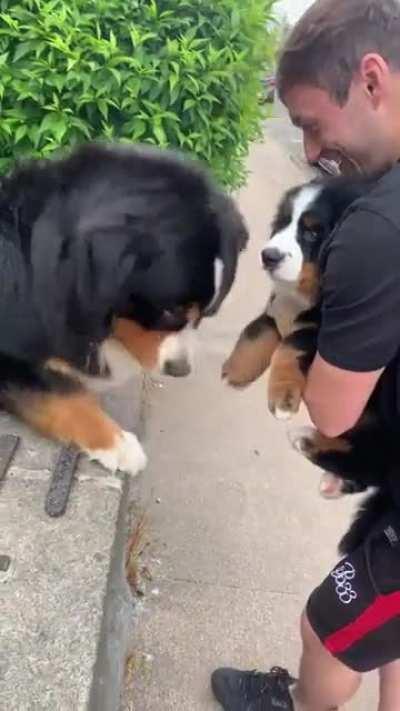 Dog excited to meet puppy