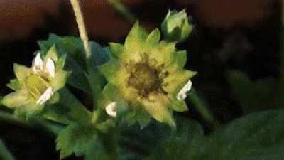 A strawberry growing