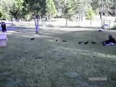 She's getting away! Release the kittens!