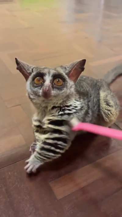 Bushbaby be like: Here sis, on this side pls