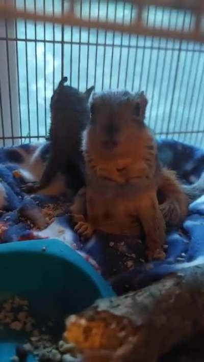 Update: Rocky and Jack watching TV,and enjoying a treat of walnuts. They are eating solid food, I'm so excited.