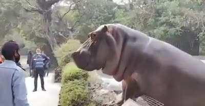 Security guard risking his life to save people from Hippo which tried to jump off the zoo fence.