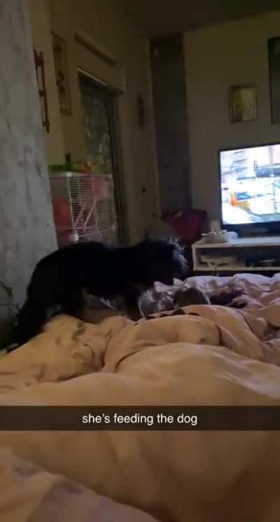 fiona likes to feed the dog