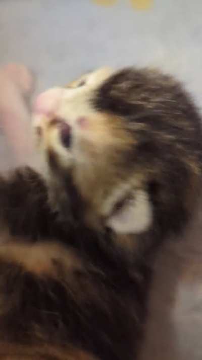 Volume up to hear an 8 day old purr💗(OC)