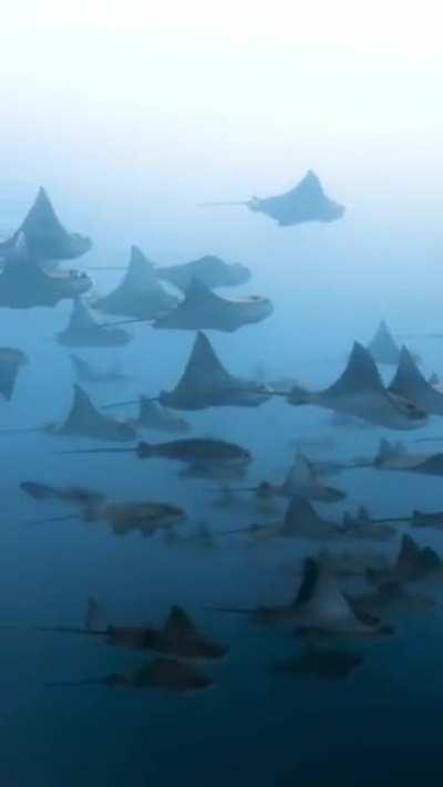 Stingray and a lot of stingray