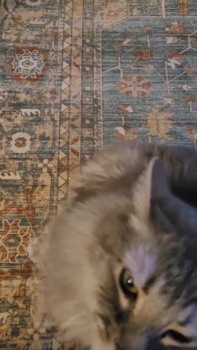 he likes the wire brush