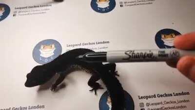 What black night breeders don't want you to know 🤯