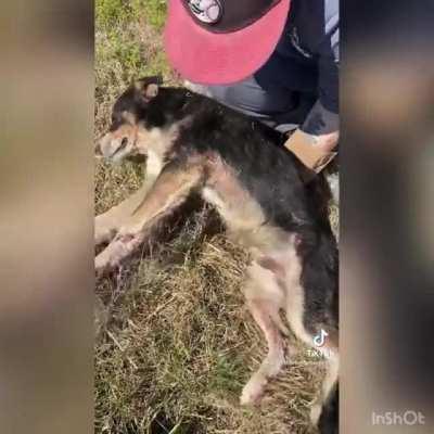 Dog flags down help for its injured friend! Both end up with a happy ending