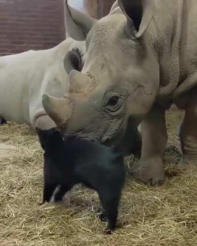 Look who managed to get along with a rhino