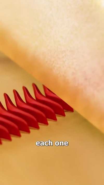 How a cricket chirps