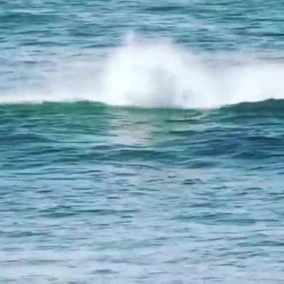 Just trying to paddle surf, but the dolphin mafia arrive