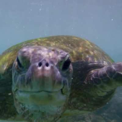 A green turtle enjoying a sea grass snack 🐢