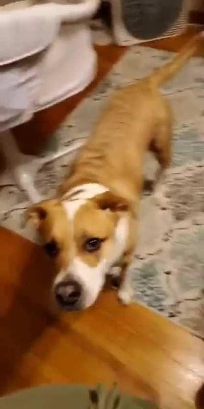 Sweet pup helps her very pregnant (with twins!) mommy pick things up :)