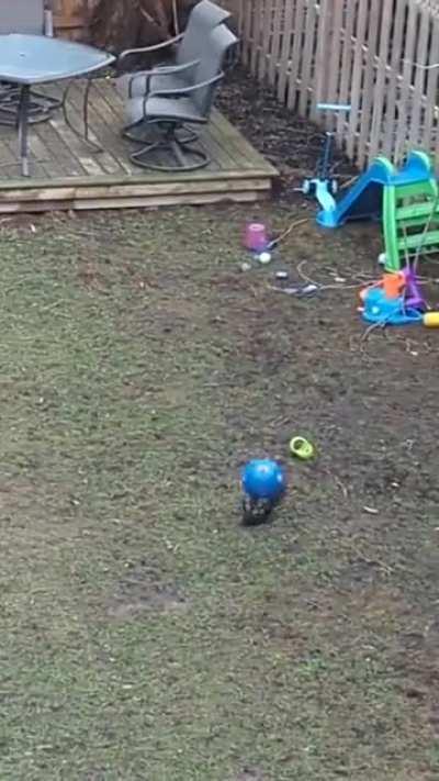 Wild squirrel plays with ball in backyard