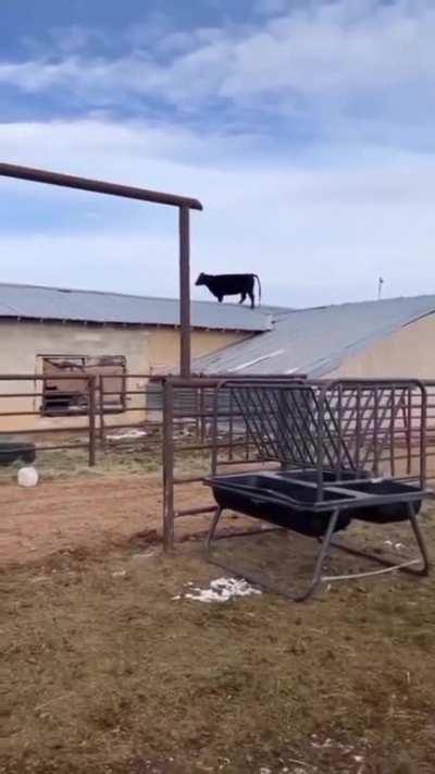 This cow on a roof.
