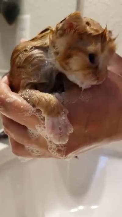Cat had kittens under my friend's porch. Momma moved with the litter and left the runt behind. Little Dragomir has things to say about his flea bath. (IlegallySmol thought you would enjoy this. )