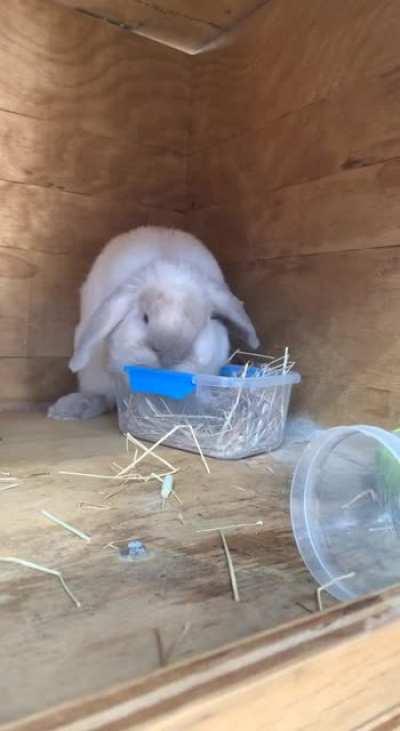 You’ve heard of “Hangry”… But have you ever seen Hecking Hurious