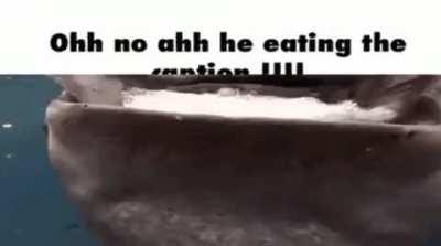 Oh no he eat the capt