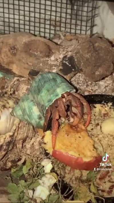 Greenie, The Return! My smallest Hermit Crab is back up from his month long molt and is munching on an apple!