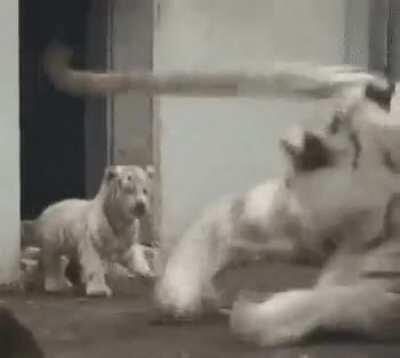 A Mom is a Mom no matter what animal you are❤️