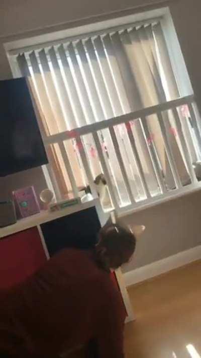 Just playing with the cat