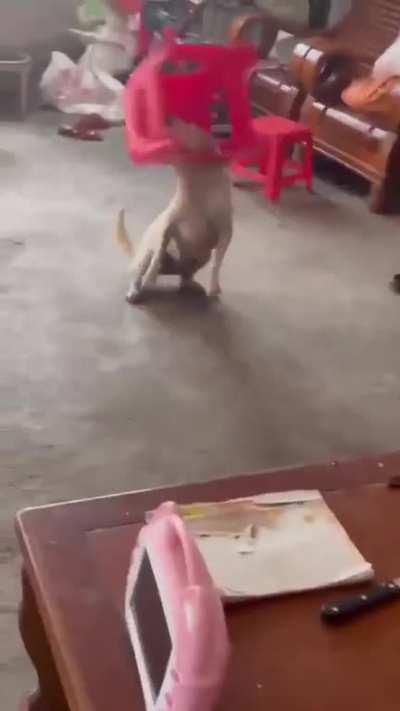 Happy Chinese New Year!