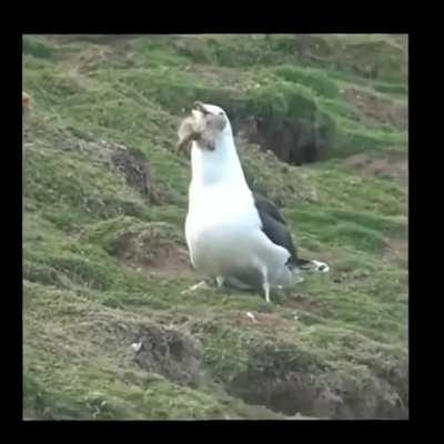 Seagull eating a whole Rabbit
