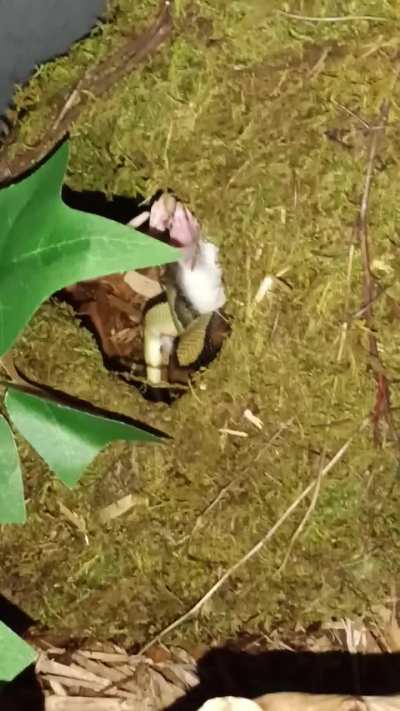 Odd feeding reaction