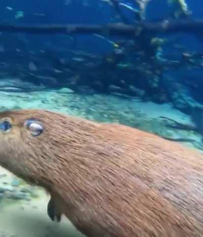 A capybara running under water