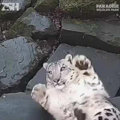 What the hell is that?