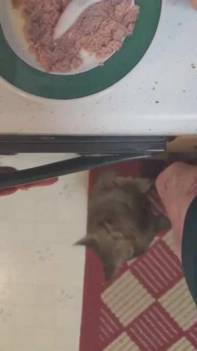 A short film about losing patience & deciding to just get the food yourself, starring Kosmo.