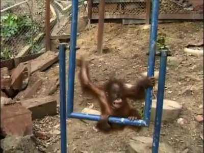 Owww my faaaace! - AUGUST 19TH IS INTERNATIONAL ORANGUTAN DAY!