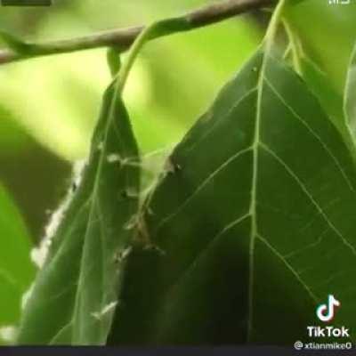 🔥 This bird is sewing leaves to make the nest 🔥