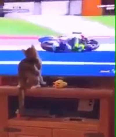 Let's be honest, cats could do crime and we'd still find it cute