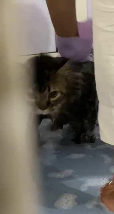 I will find you and I will end you - my cat