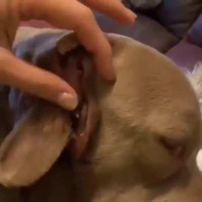 This dog has an extra mouth in its ear