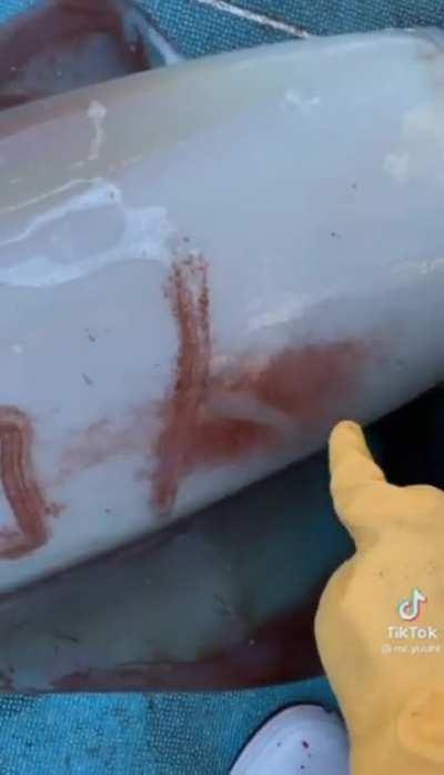 Squids skin reactive to touch